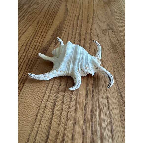 Large Spiny Murex Seashell - Natural Beach Decor 6" Decorative Spider Shell - Picture 3 of 11